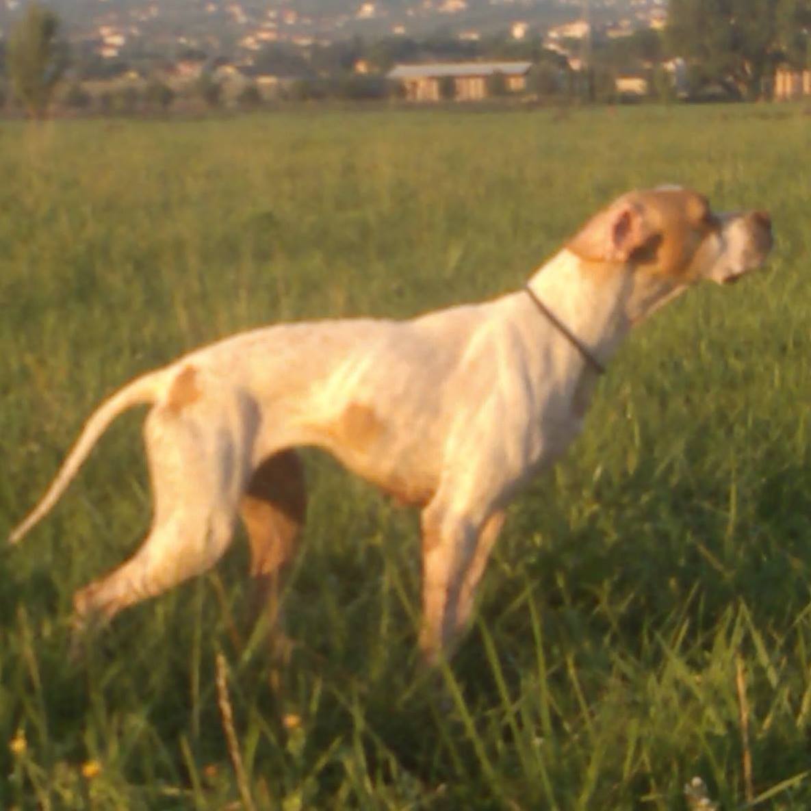 Cinofilia: Expo, Prove ENCI e schede delle razze canine - Camp Ass ...