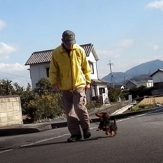 蝶の里山倶楽部 | 過度な刈り取りによりウマノスズクサの分布が減らなければ、ジャコウアゲハの個体数は順調に増えていくのに... | Facebook