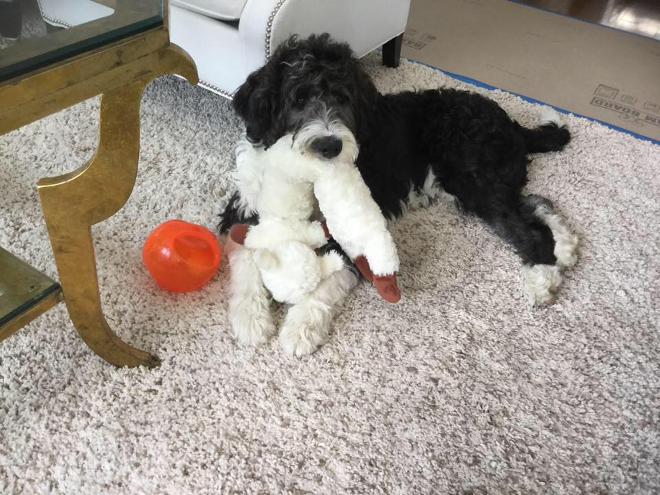 Bernedoodle Owners Group | Do you ever trim the fur around your pups ...