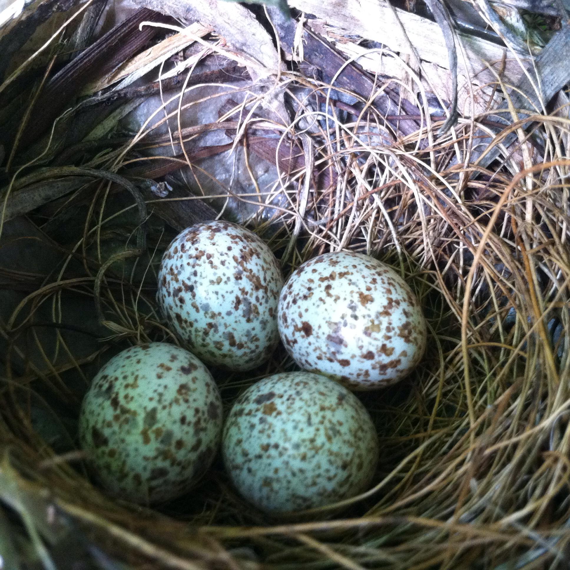 Indiana Wildlife | Please let me introduce you to our resident wheel ...