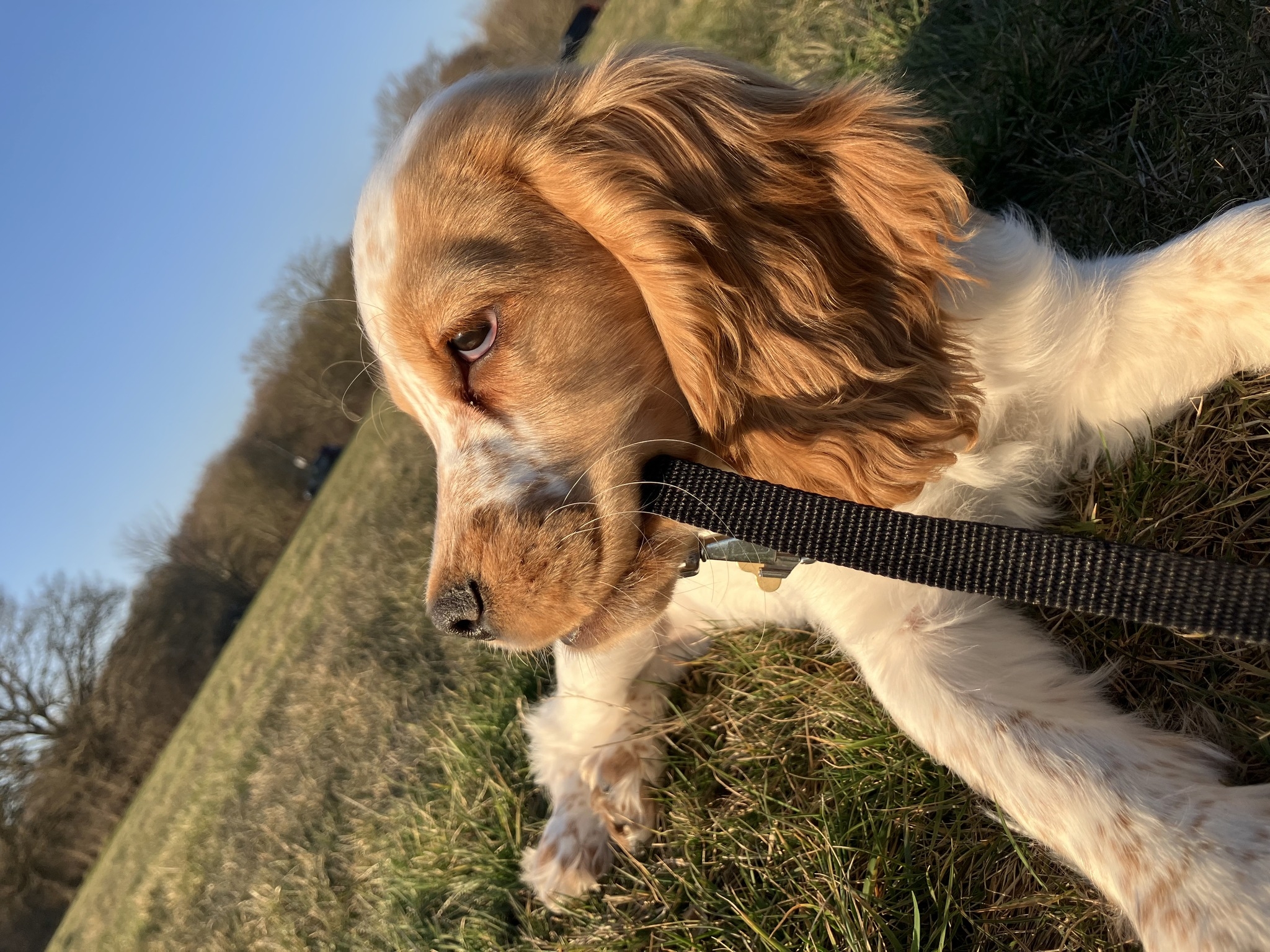 Cocker Spaniel Community | Too cute not to share ...a spaniel trained ...