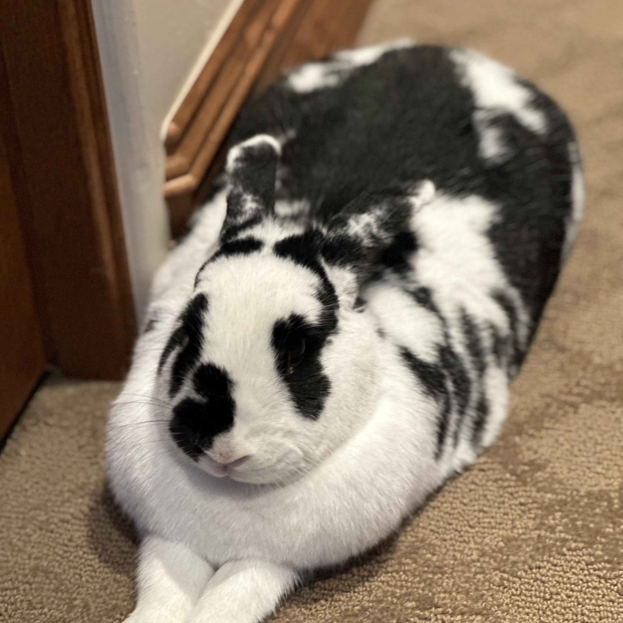 House Rabbit Society | Hey Everyone! I am in the Minneapolis, MN area ...
