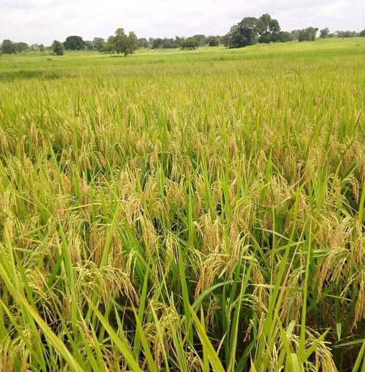 TARABA STATE RICE FARMING: Another... - NGA AgroClimate Tech | Facebook