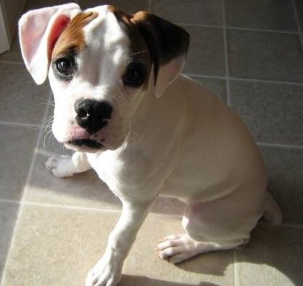 Chelsea's Hope/CH Boxer Rescue - Adopters & Volunteers | Foster Amora ...