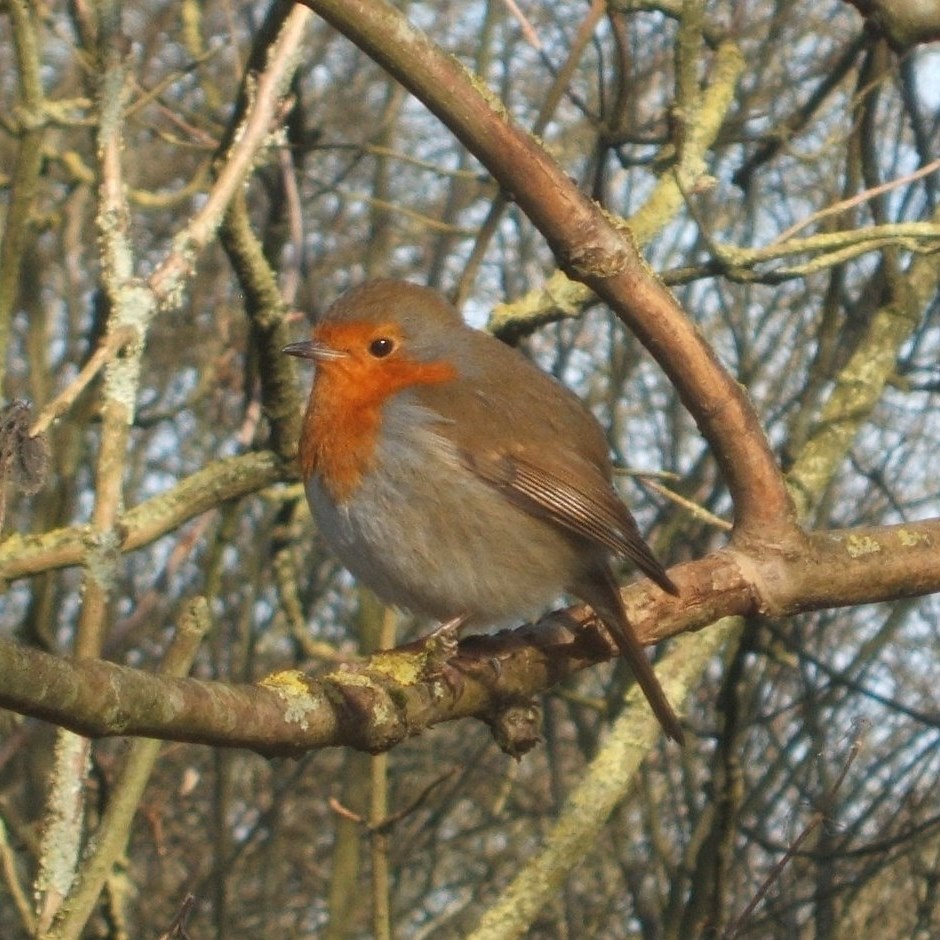 What bird is this? Spotted in Torquay marina | Facebook