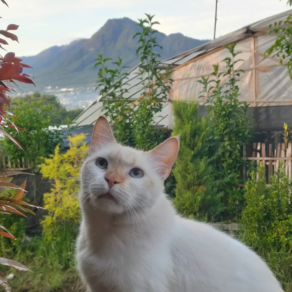Emak - Lagi rame soal satpam yang mukul anjing, viral dan dihujat ...