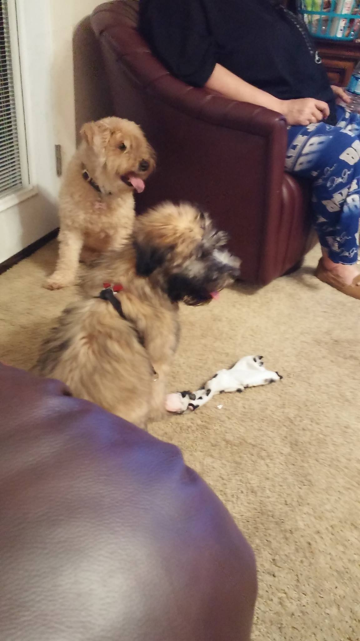 Cavapoos & Doodles Rescue & Rehoming | Facebook