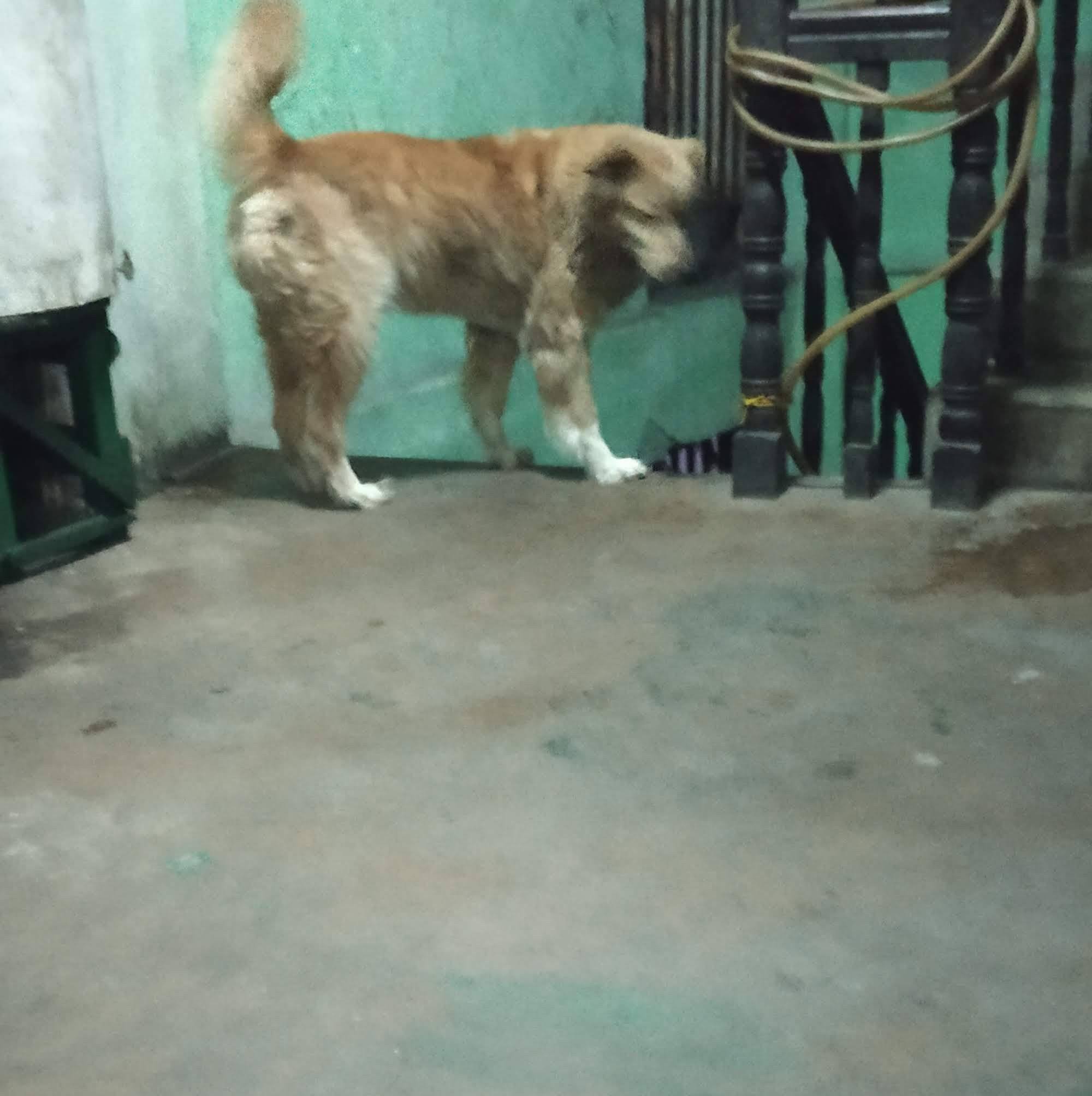 Makunga Renthlei