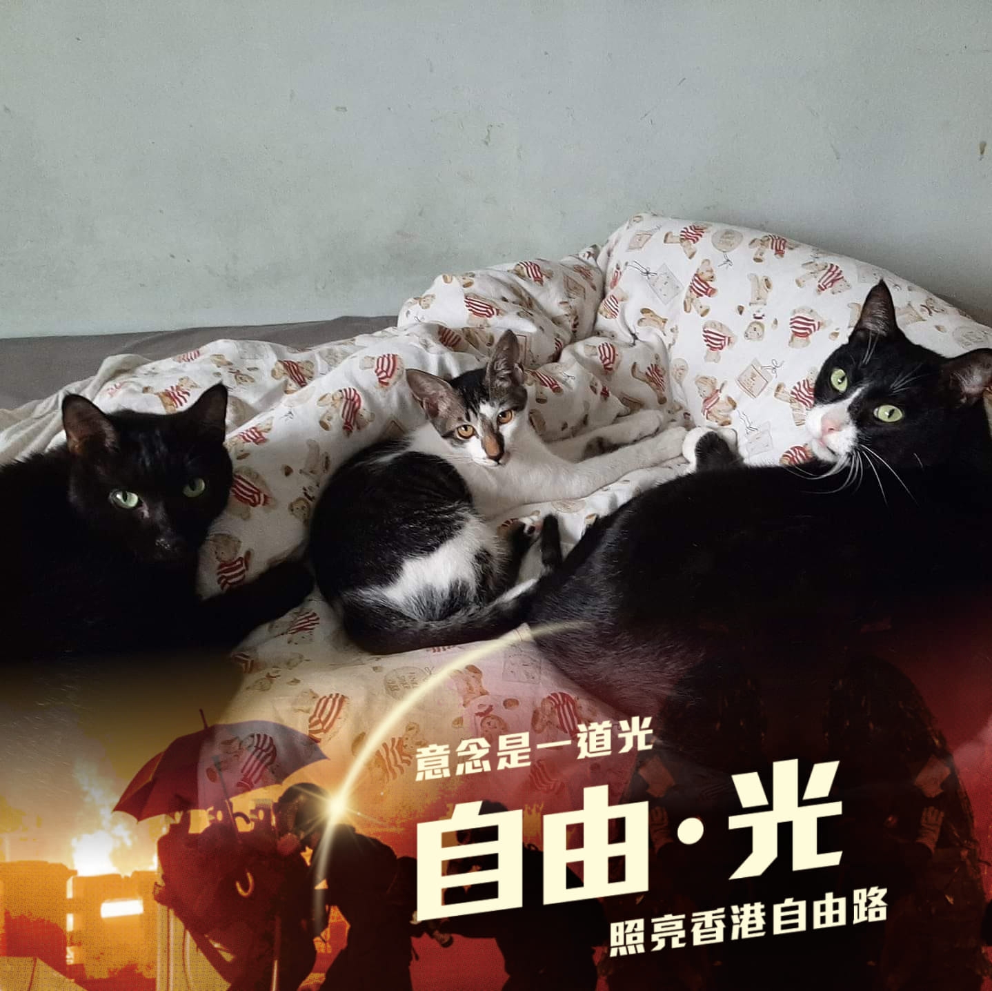 草屯人 | 浪愛不流浪公告📣 | Facebook