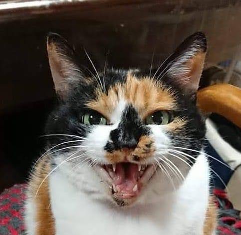 Rieko Kitte - 今日のニュースにビックリ😳 アタチが車で通勤ちてる時に通ってた道路ら！😱... | Facebook