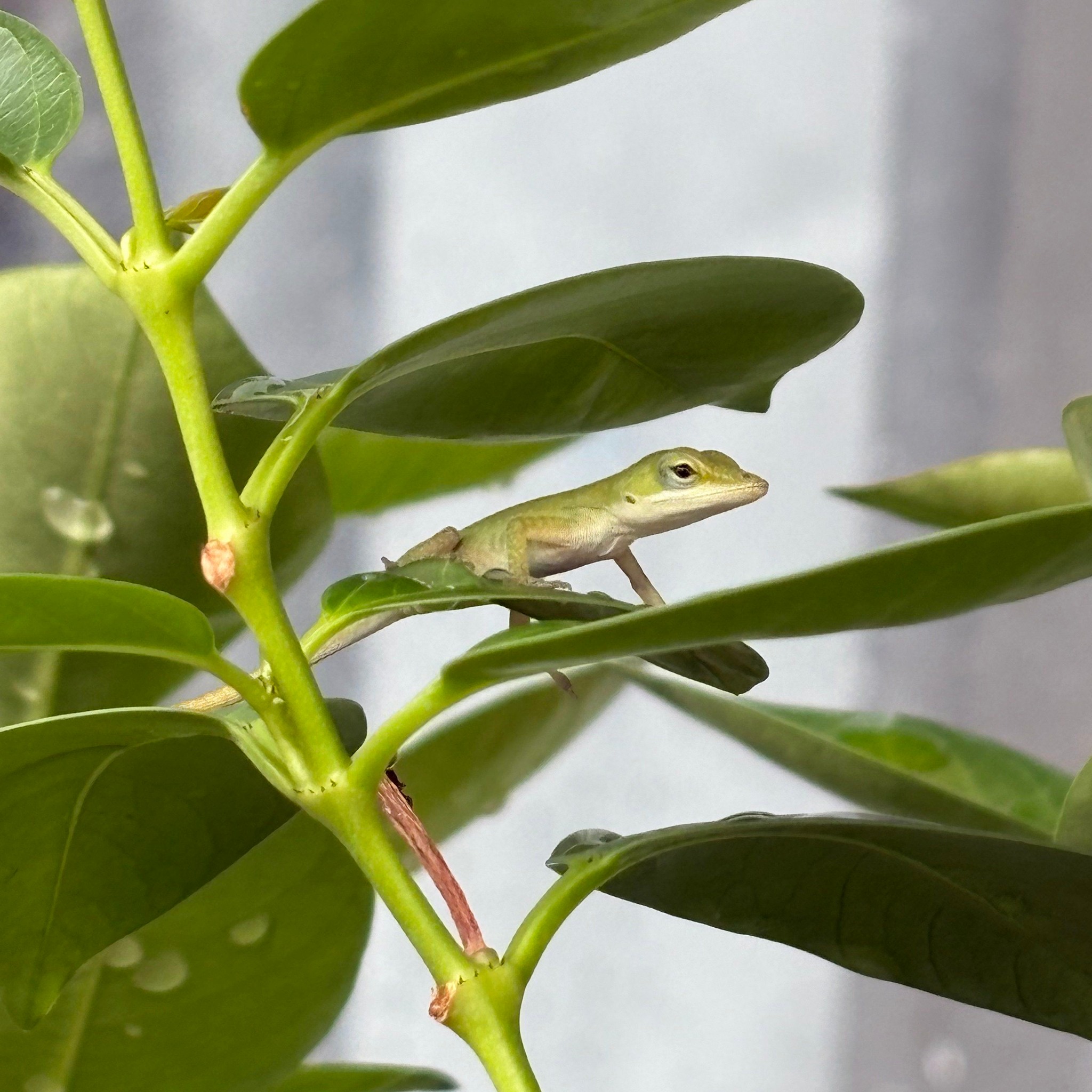Florida Foragers | Can someone ID this for me :) | Facebook