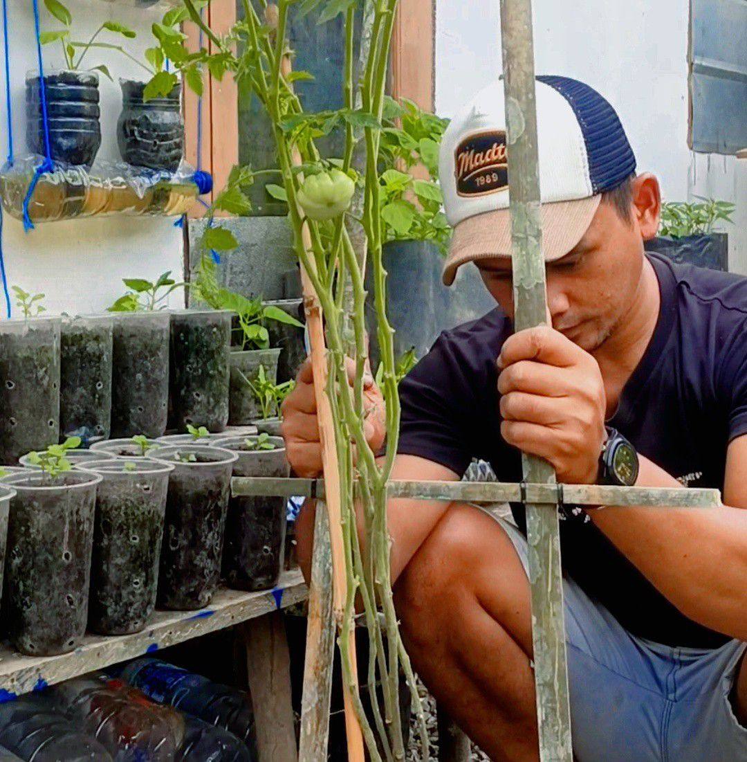 I cut my papaya tree like this and it grew roots INSIDE the cup! 😱 The ...