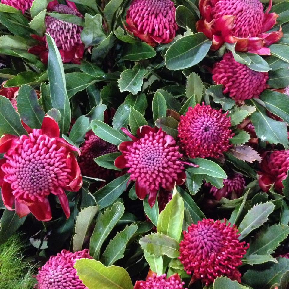 LITHGOW 2790 NSW | Got these at Woolies this morning was going to wash ...