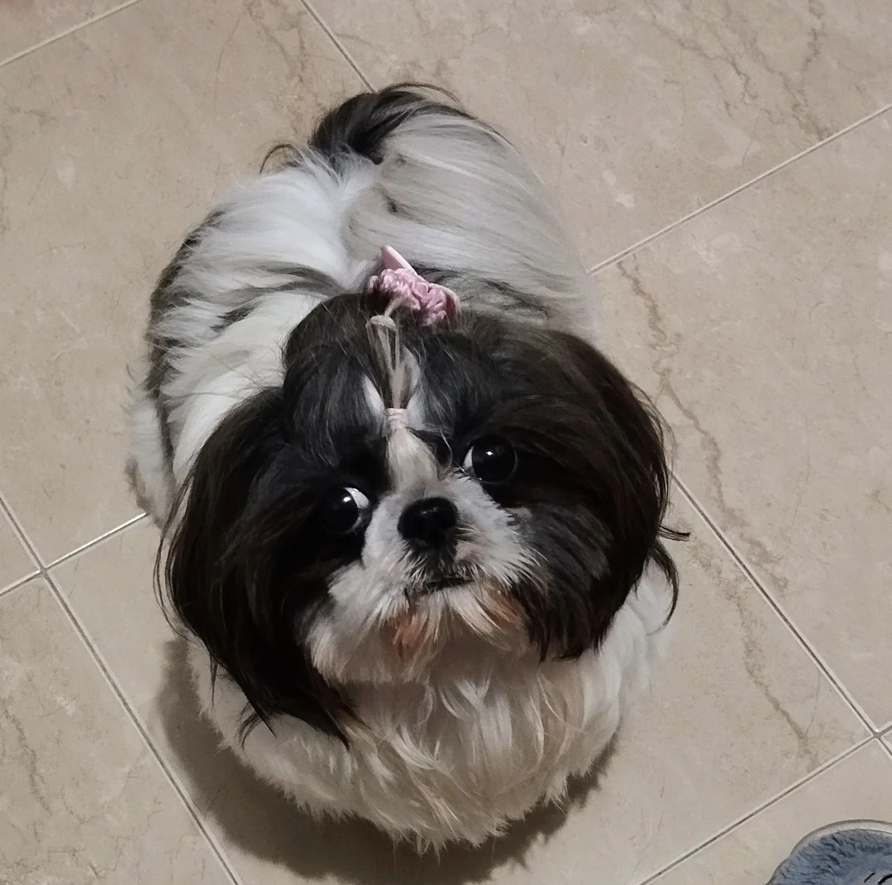5 COSAS QUE TU SHIH TZU HACE CUANDO YA TE TIENE PERFECTAMENTE ENTRENADO ...