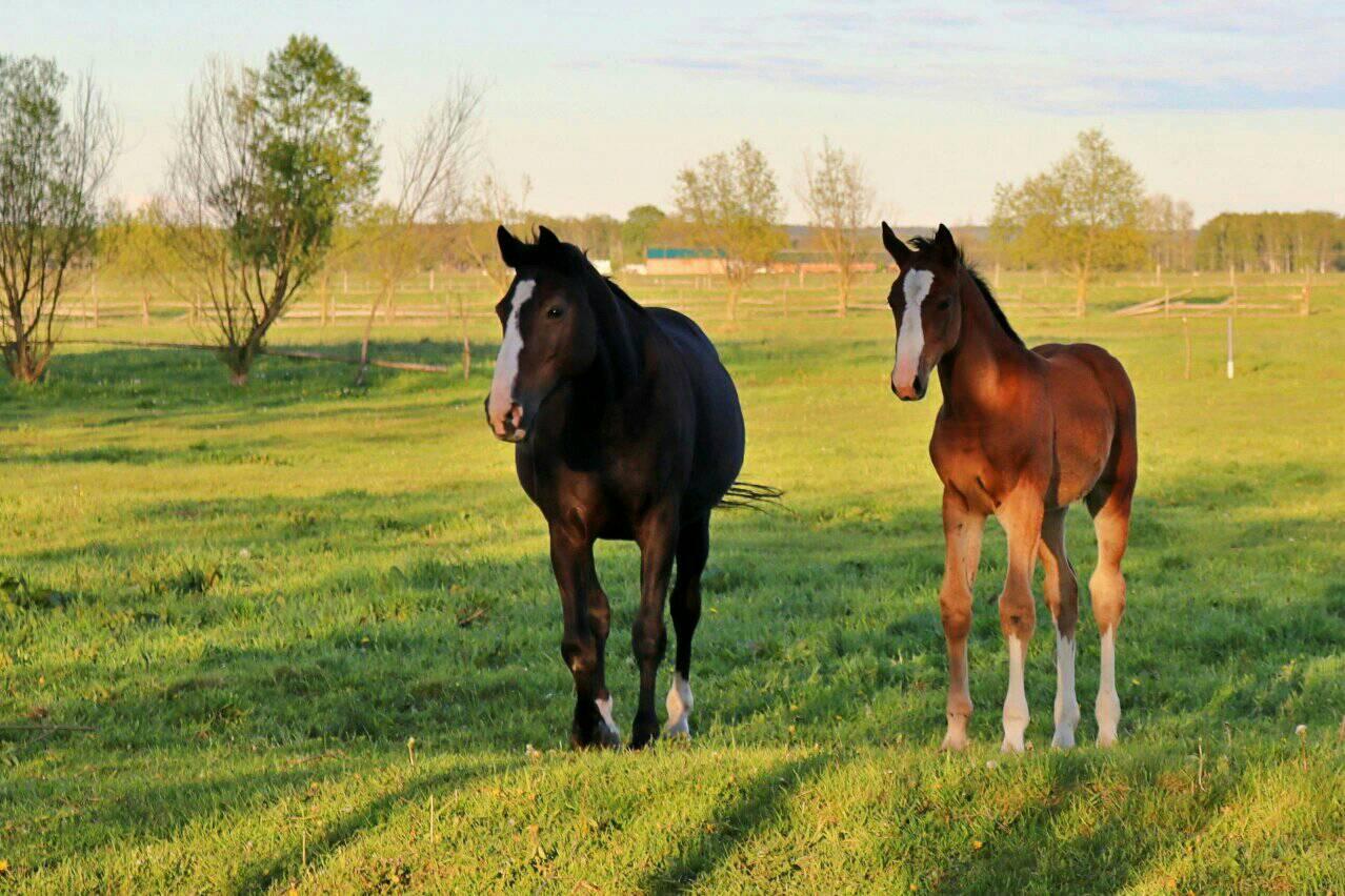 Foutloos Grand Prix debuut van Cero Blue TN in Bonheiden!! 💪 De Chacoon ...
