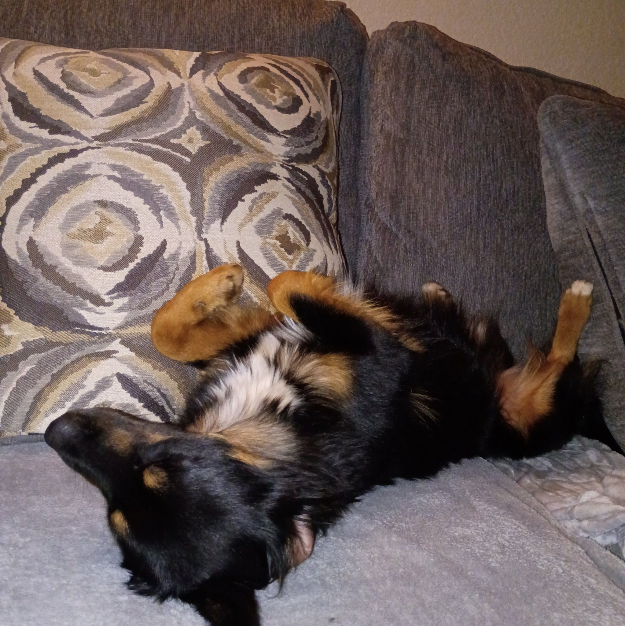 Australia Shepherd For Rehoming And Adoption | Drop your Aussie names ...
