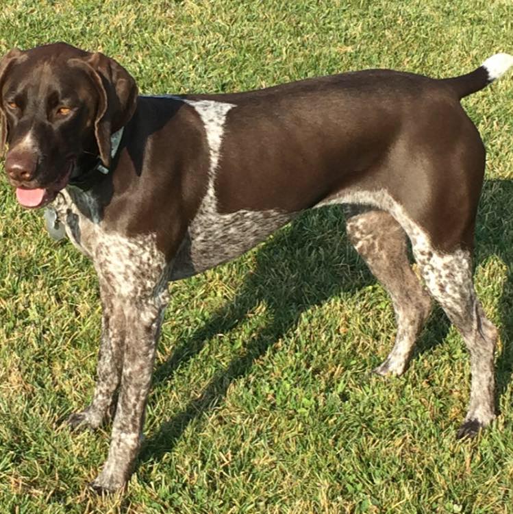 German Shorthaired Pointer Owners | Our dog Ranger had this bump appear ...