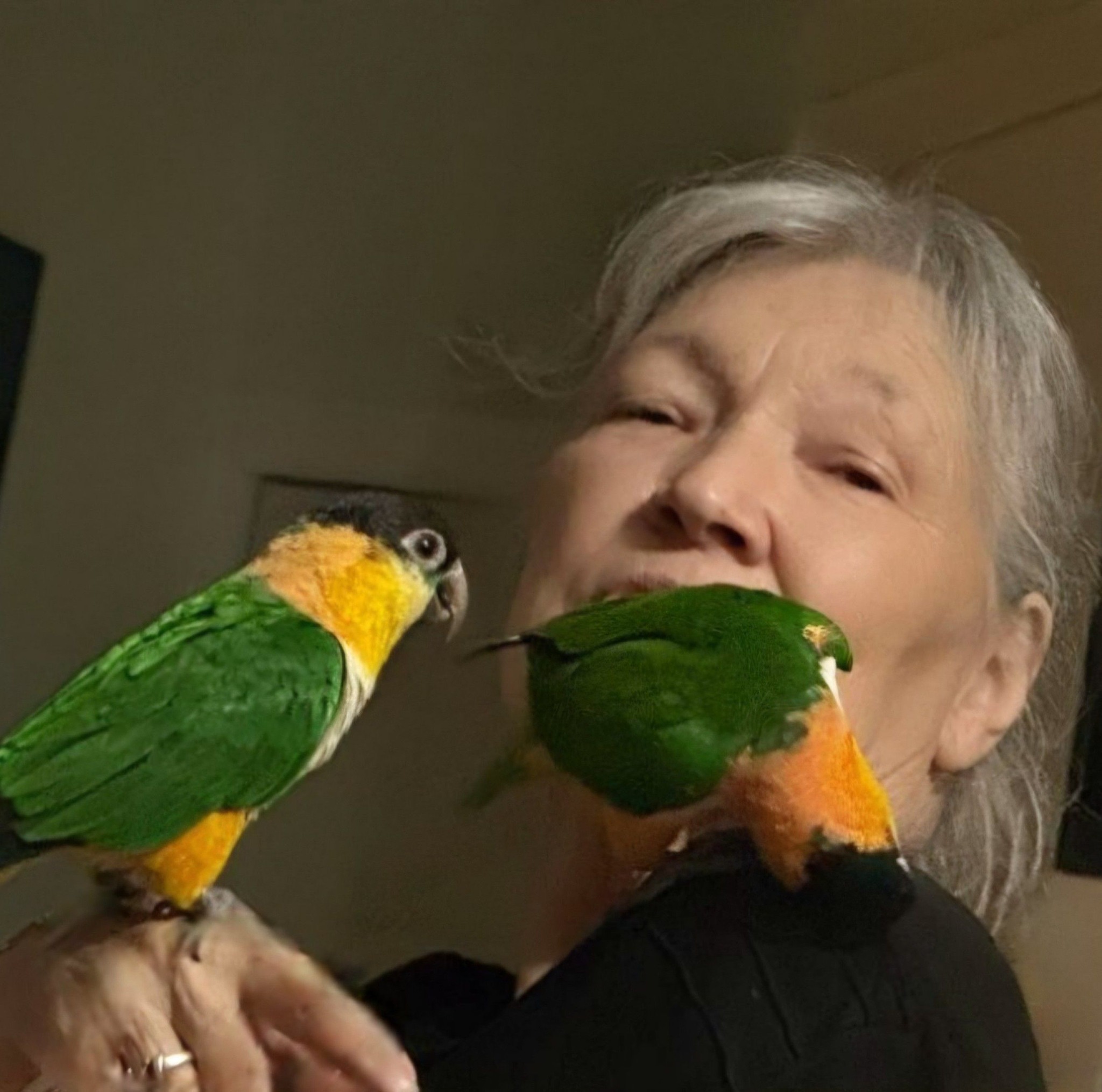 Quaker Parrot | Can anyone tell me what color mutation this baby is ...