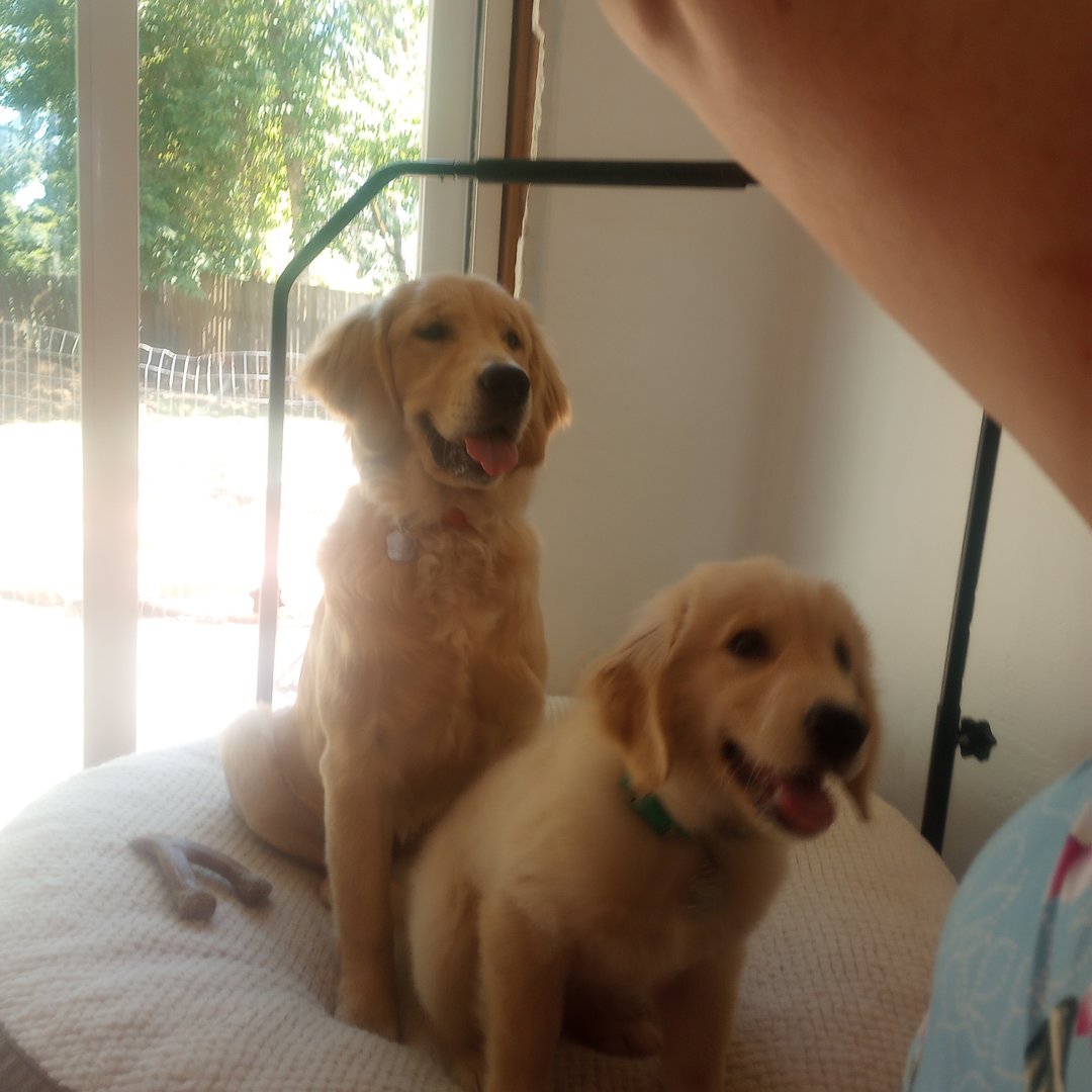Socializing, crate training, eating... - Bridgett Highley | Facebook