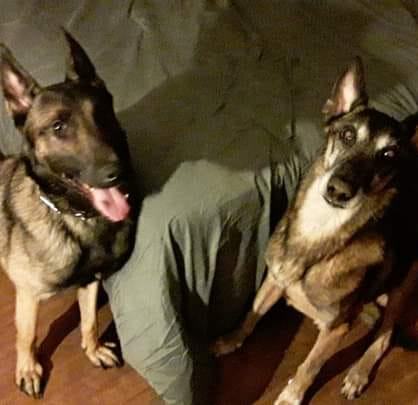 Guy at the bar: is that a Malinois? | Facebook
