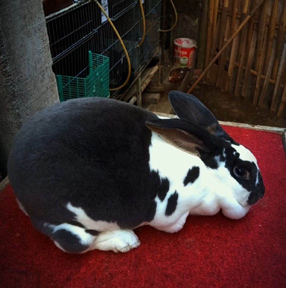 Two childhood friends who always find a way to enjoy the day. #rabbit # ...