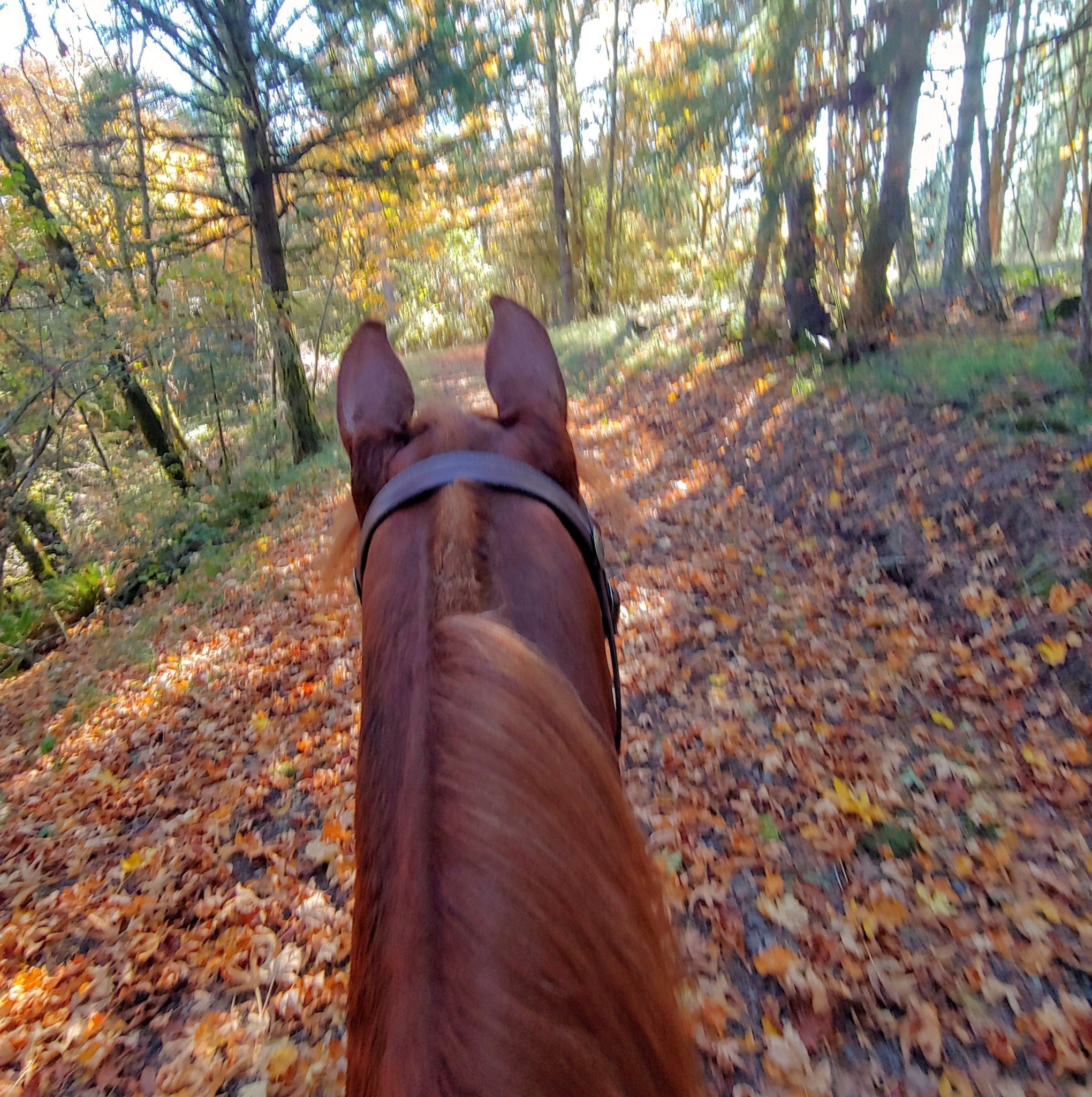 Horse questions, problems, answers, help | Good morning I’m looking to ...