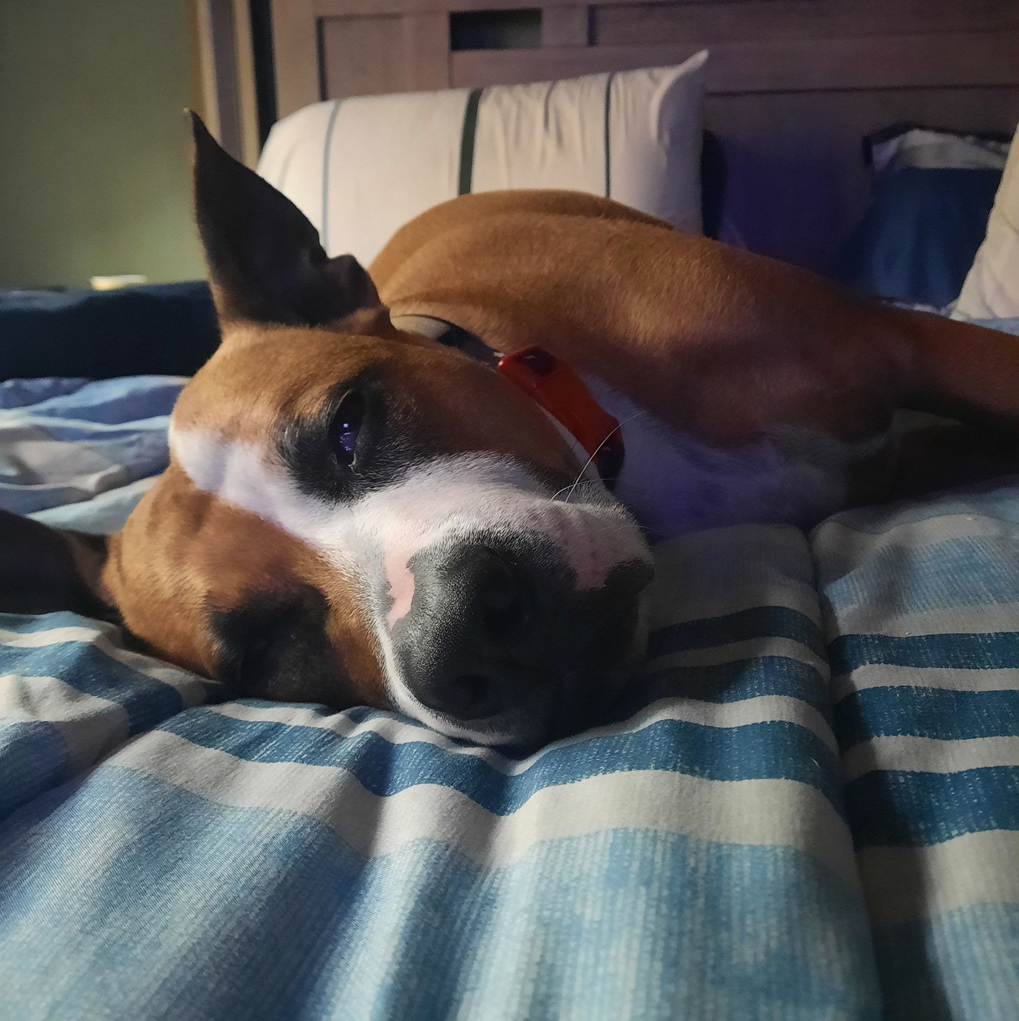 anyone see this on there dogs? Doesn’t seem to bother him | Facebook