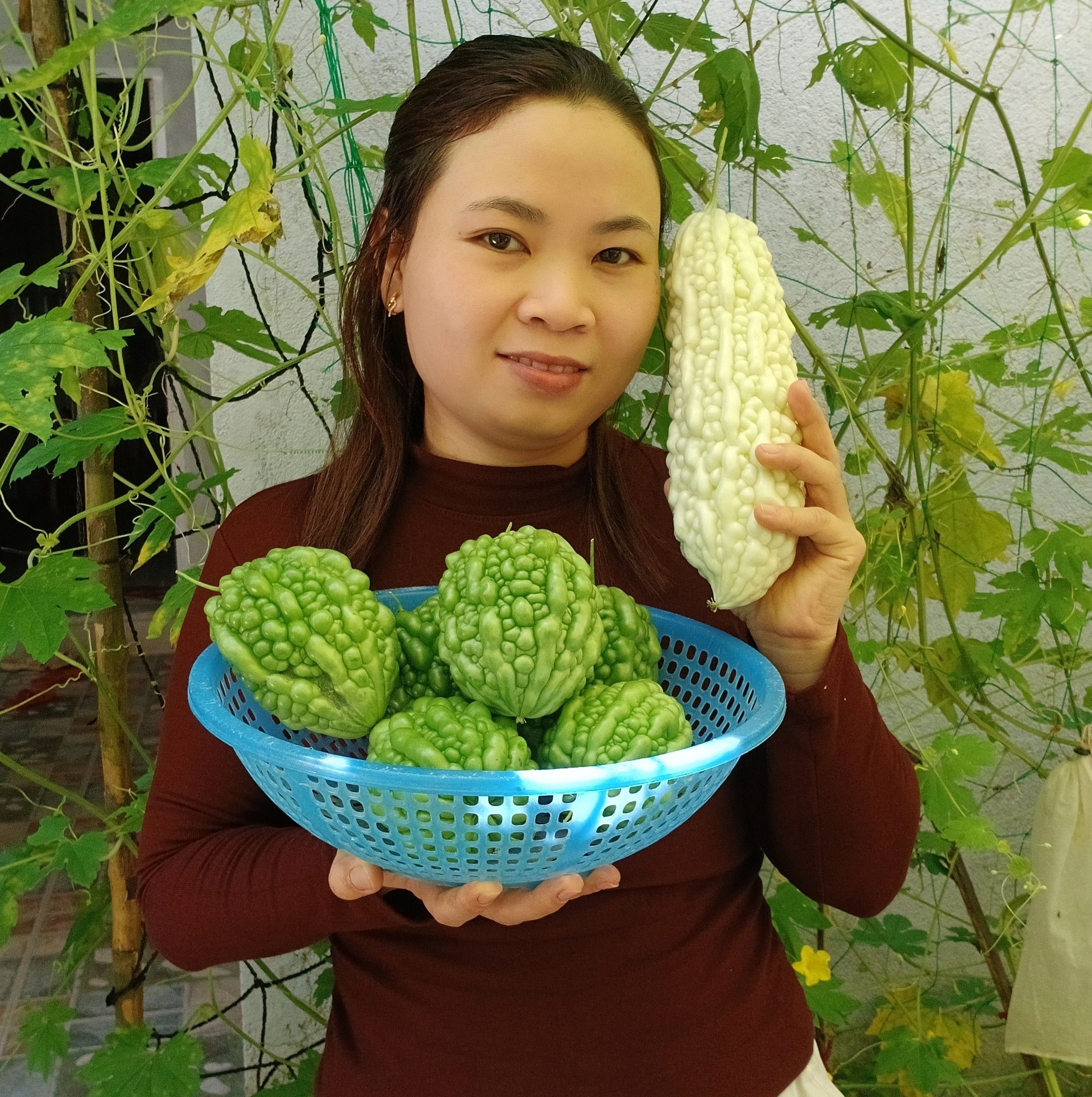 Theo các cụ nhà mình thì giâm cành hay chọn cành bánh tẻ. Nhưng khi cây ...