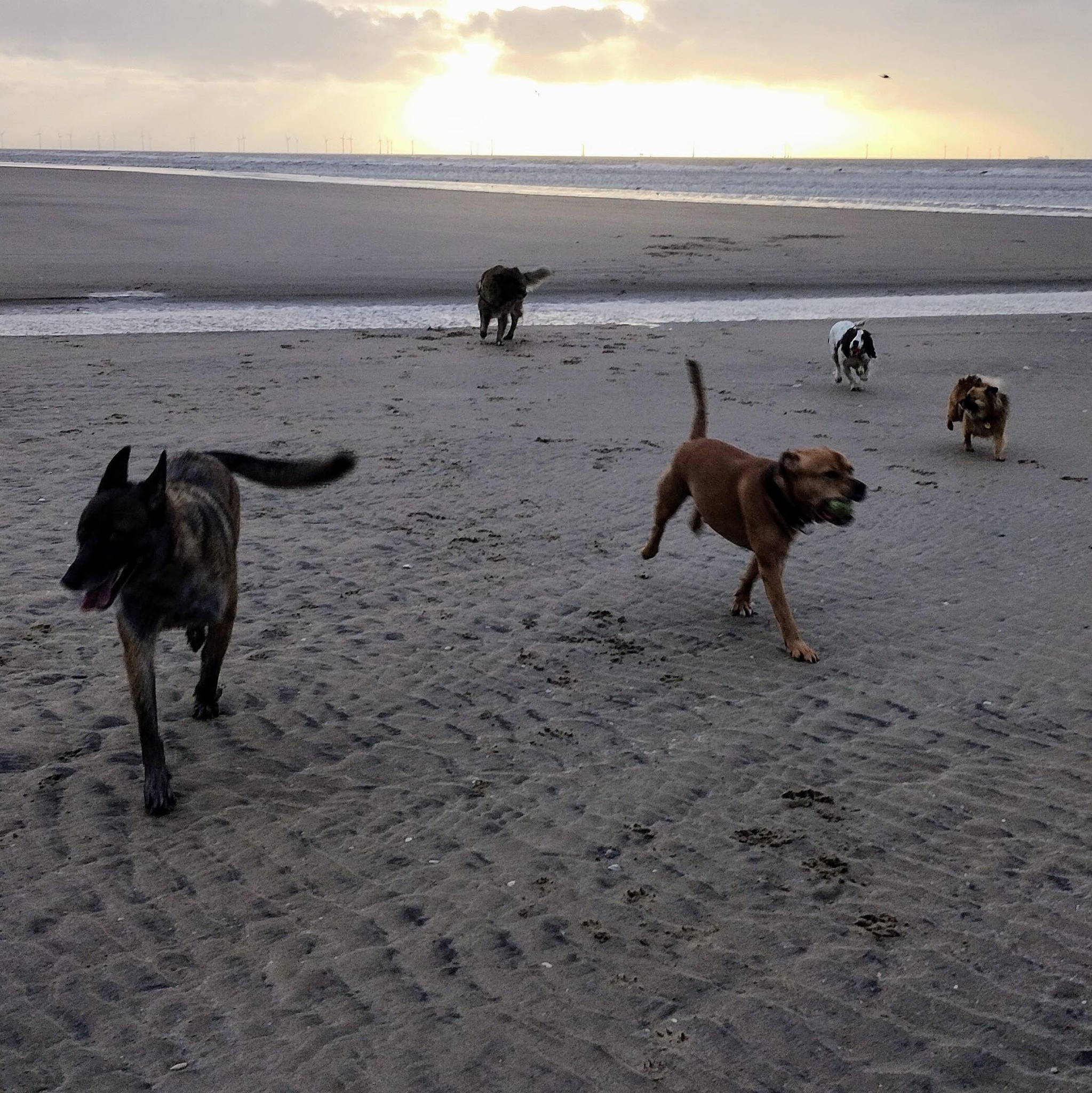 LOST & FOUND IN LIVERPOOL & MERSEYSIDE | Lost dog in sefton seems ...