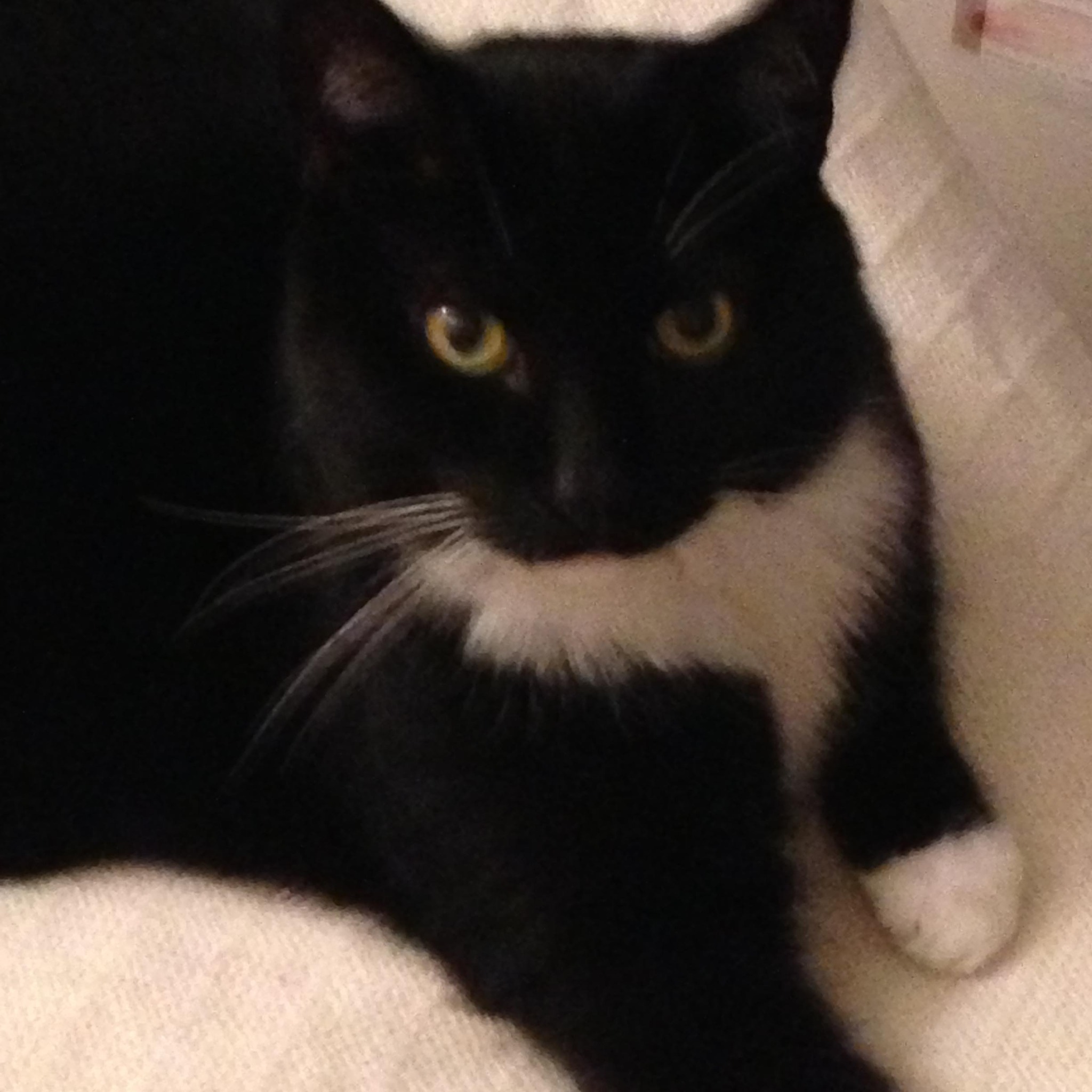 Tuxedo cat Unity | Meet Peppermint. Just adopted today | Facebook