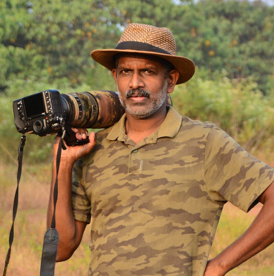 Birdwatchers of Kerala | pheasant tailed jacana, | Facebook