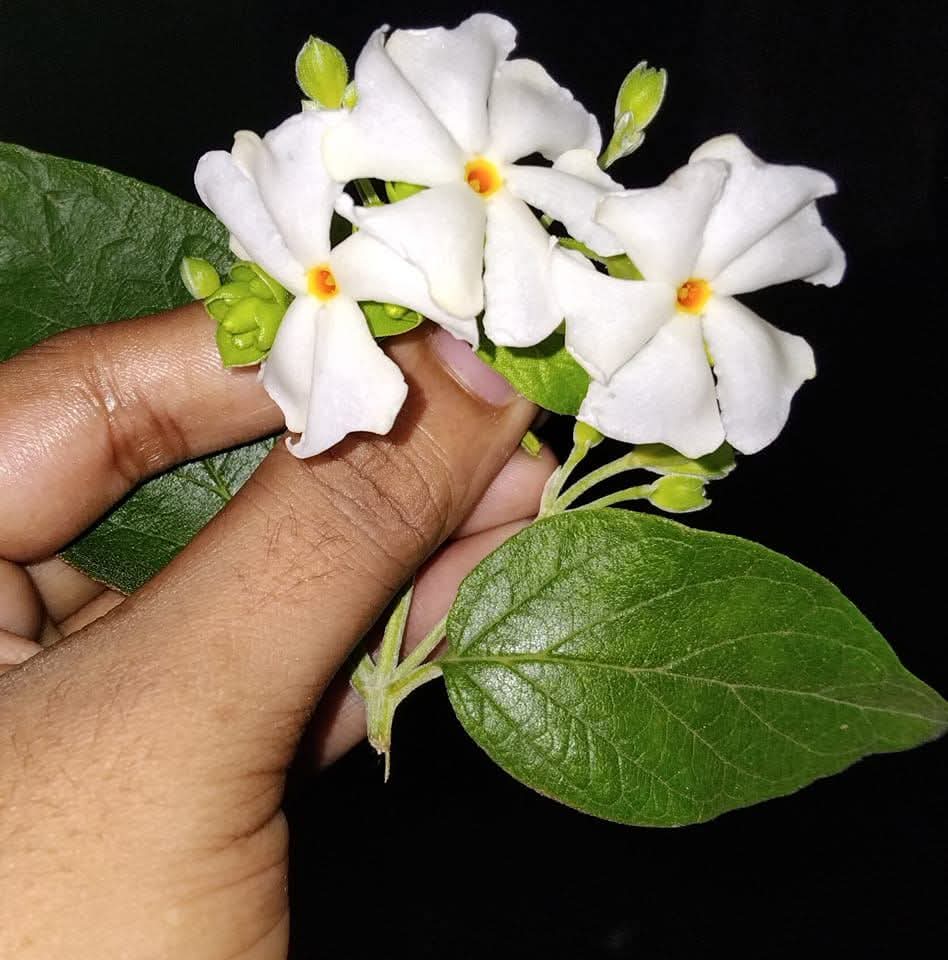 Snigdha Akter Shompa
