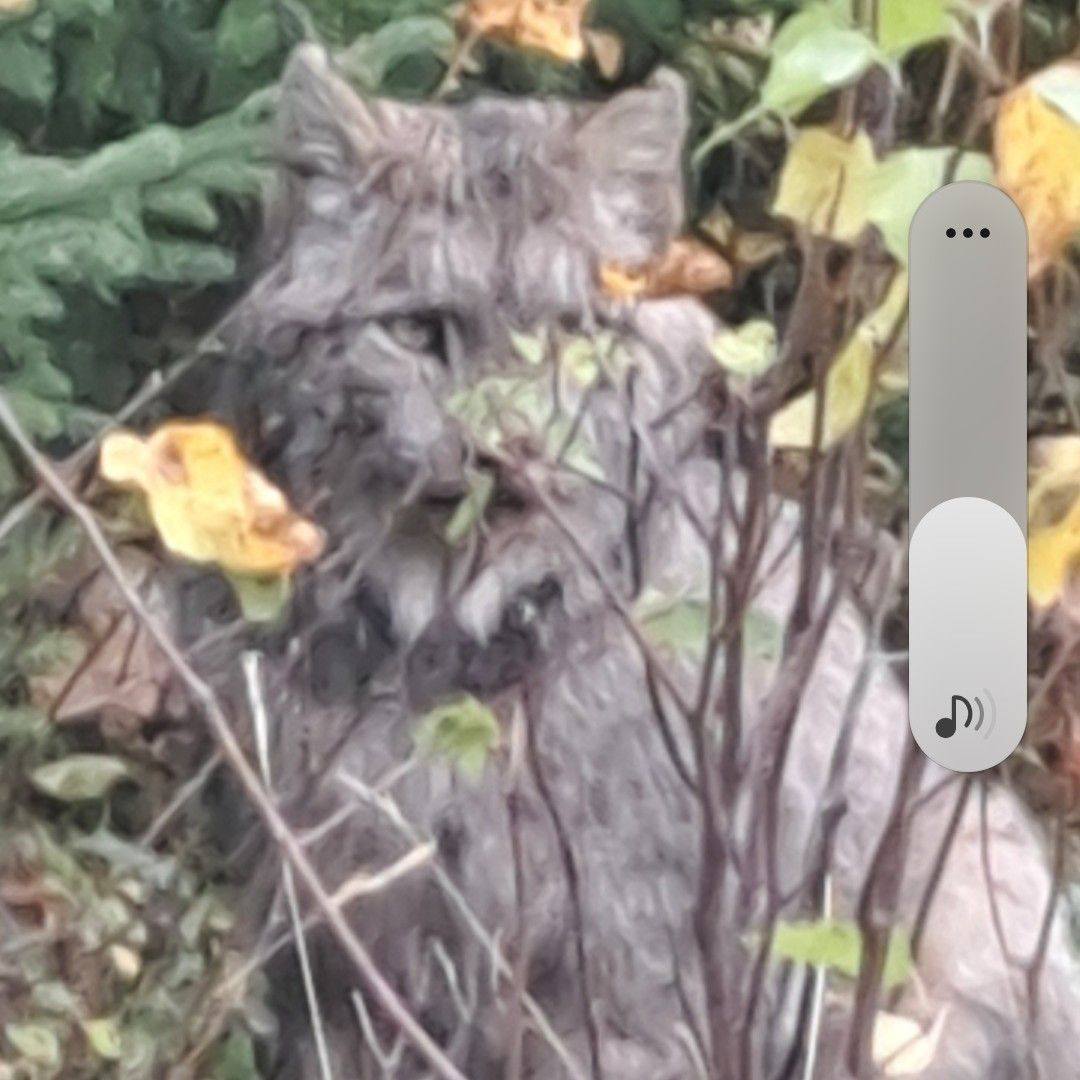 I am a terrible videoe'er but I did get a bit of my cat moving around ...
