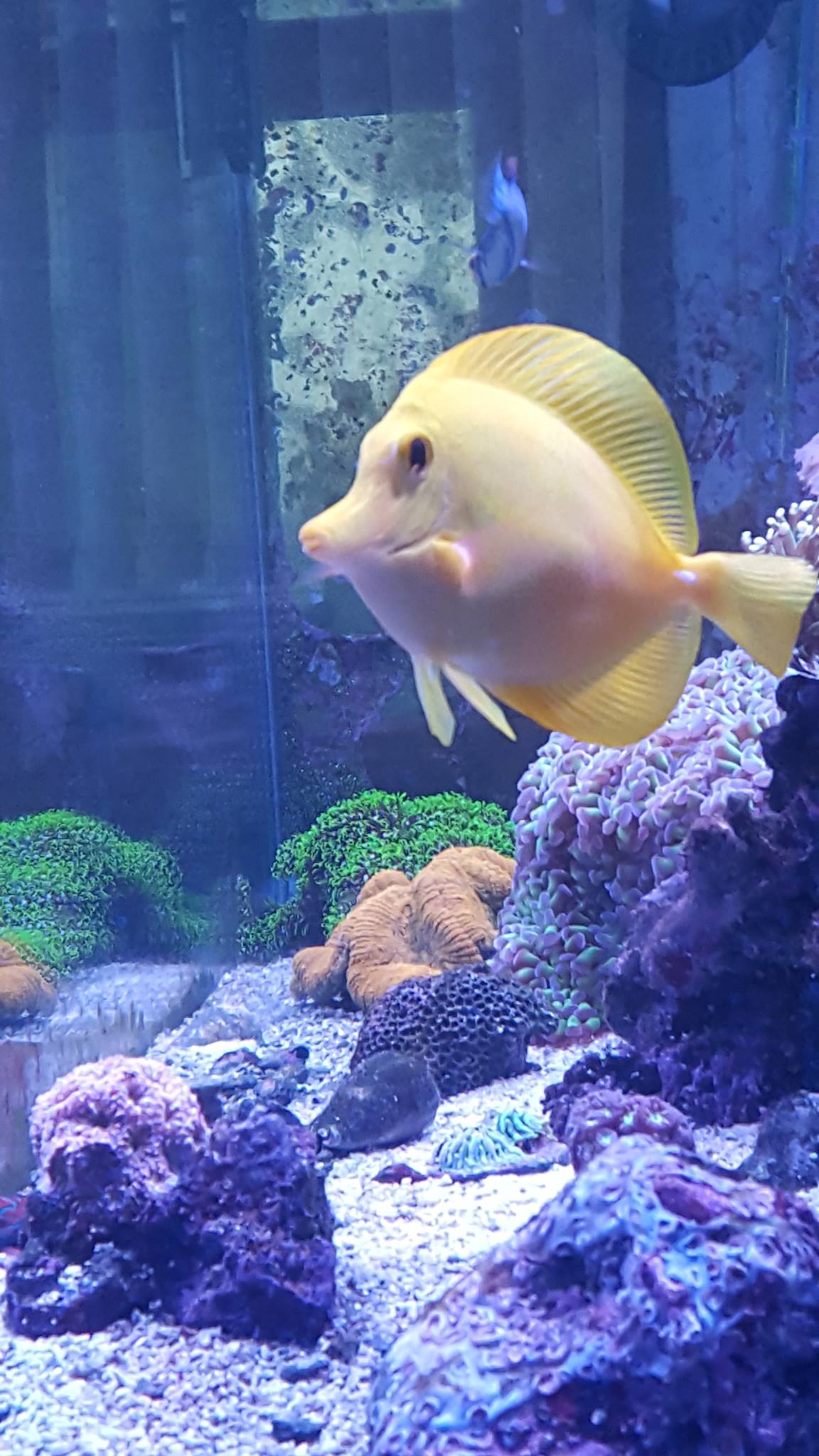 Capital Carp Community | I’ve just bought my first pod (after using ...