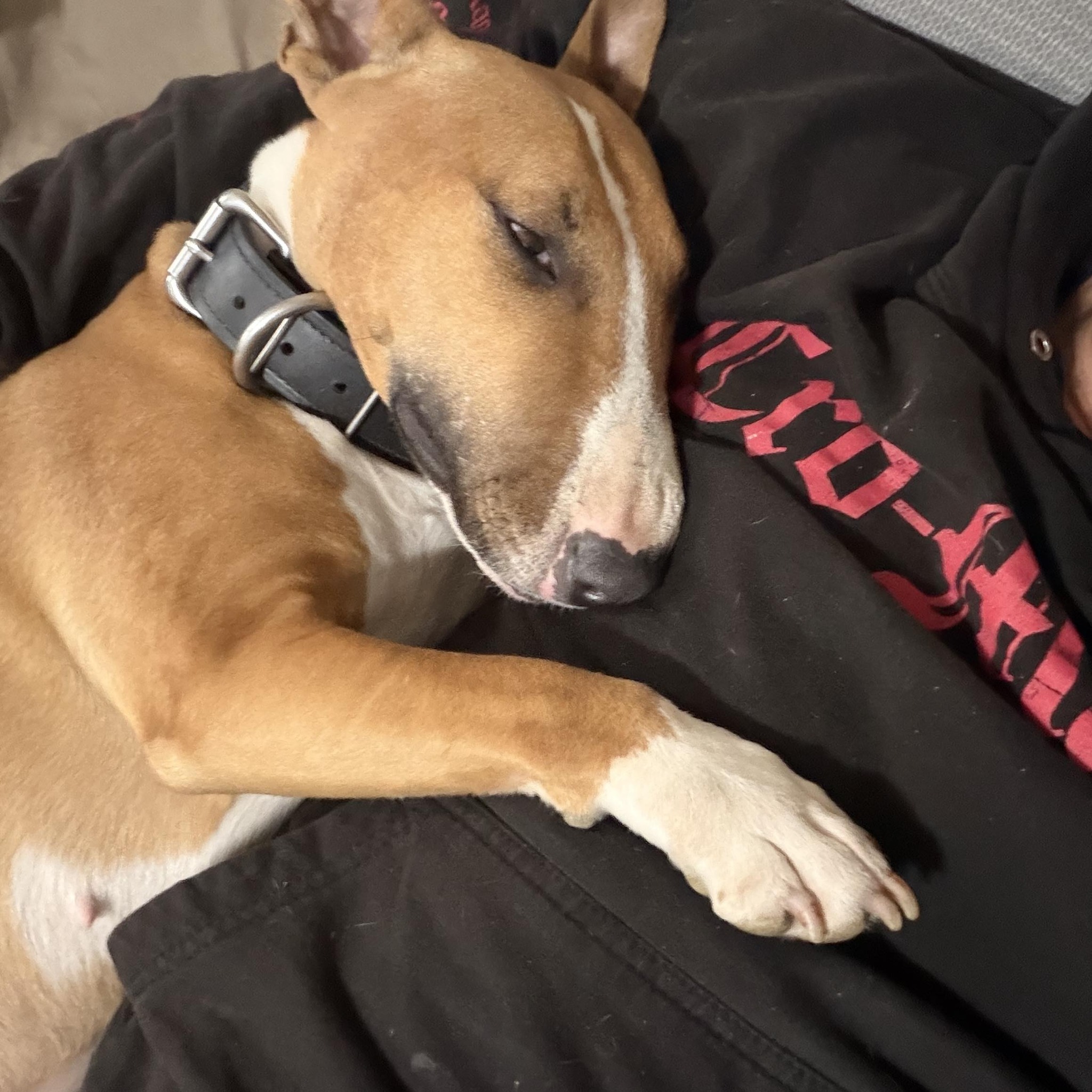 Tom Garner makes appearance in new Pitbull documentary | Pelican Bay Kls