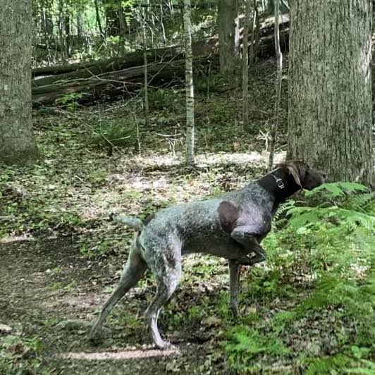 German Shorthaired Pointer Owners | We have a female GSP in Summerville ...