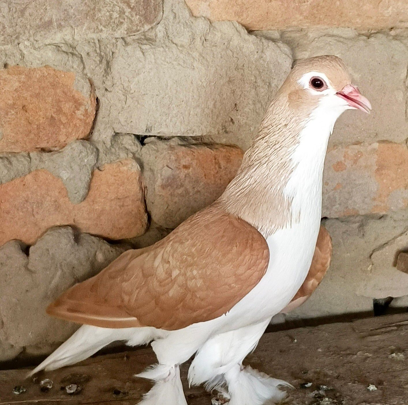 Jumma Mubarik to All Alhamduillah Home Breed se Patha Baap beta ️ ️ ️ ️ ...