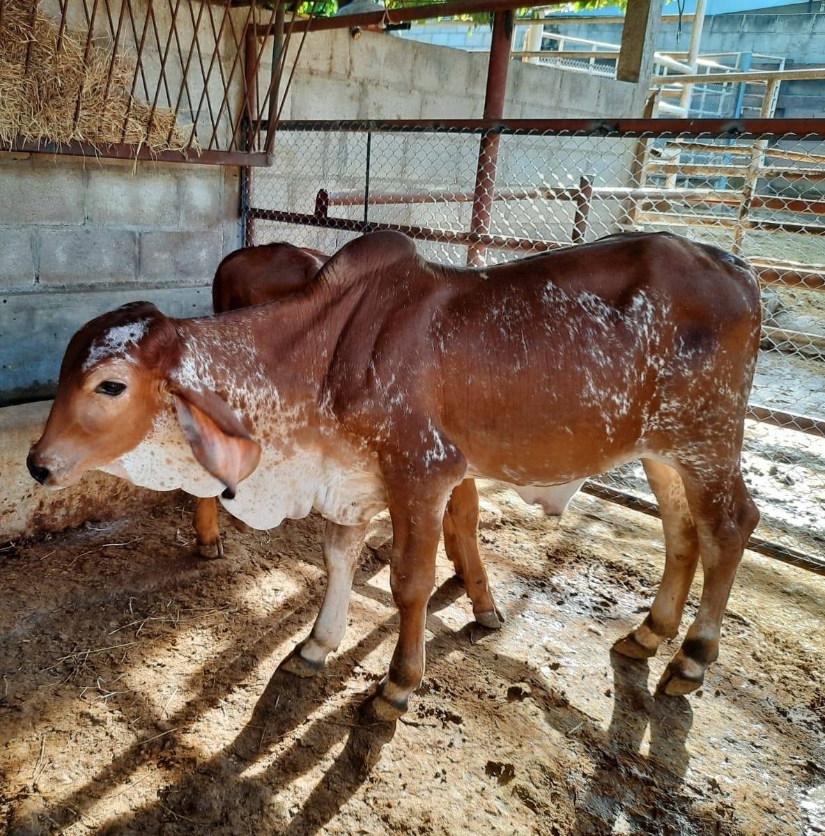COOPROLECHE, R.L. - MANEJO DE LA VACA RECIÉN PARIDA Después del parto ...