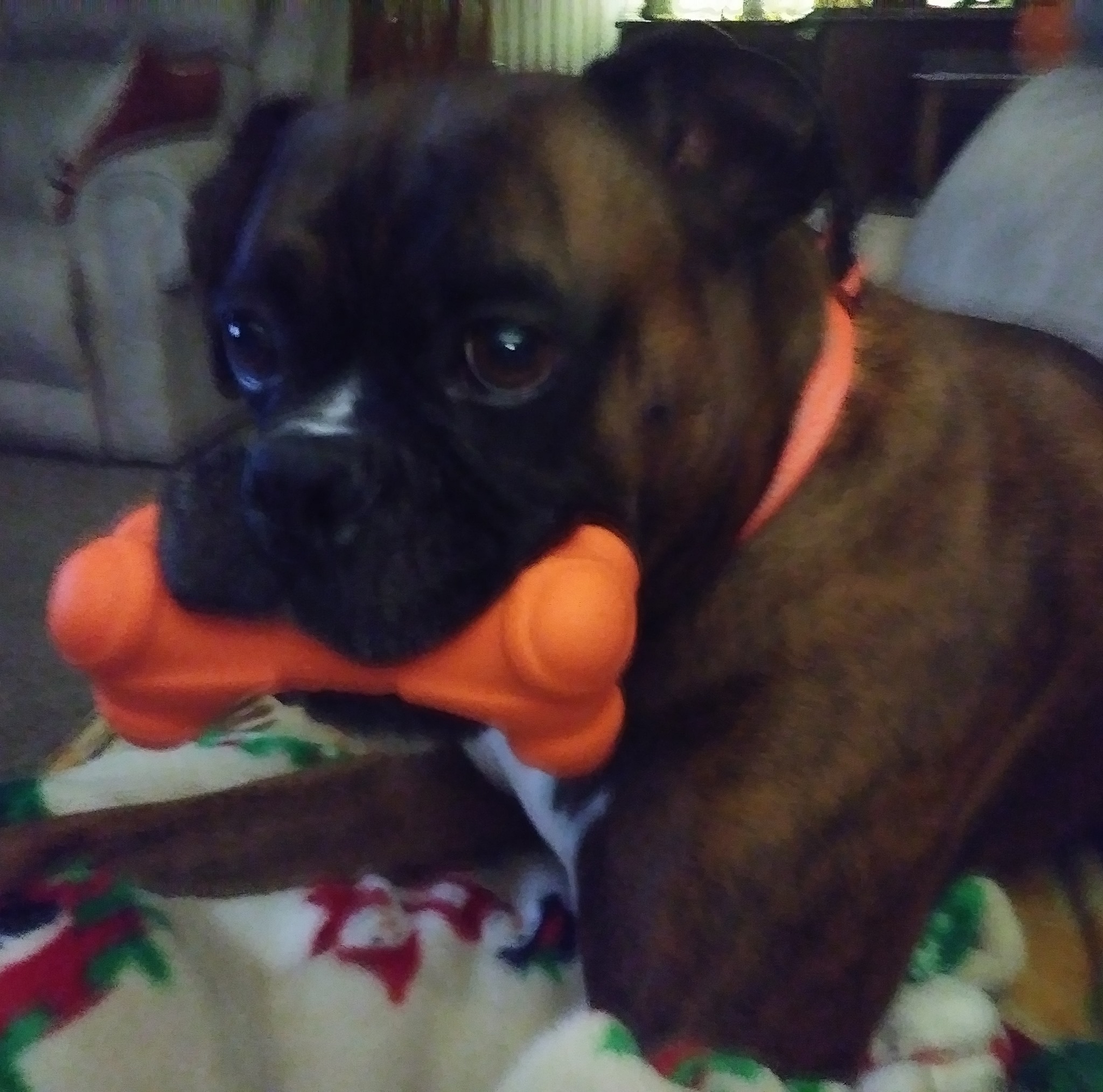 Sprocket the Boxer on Reels