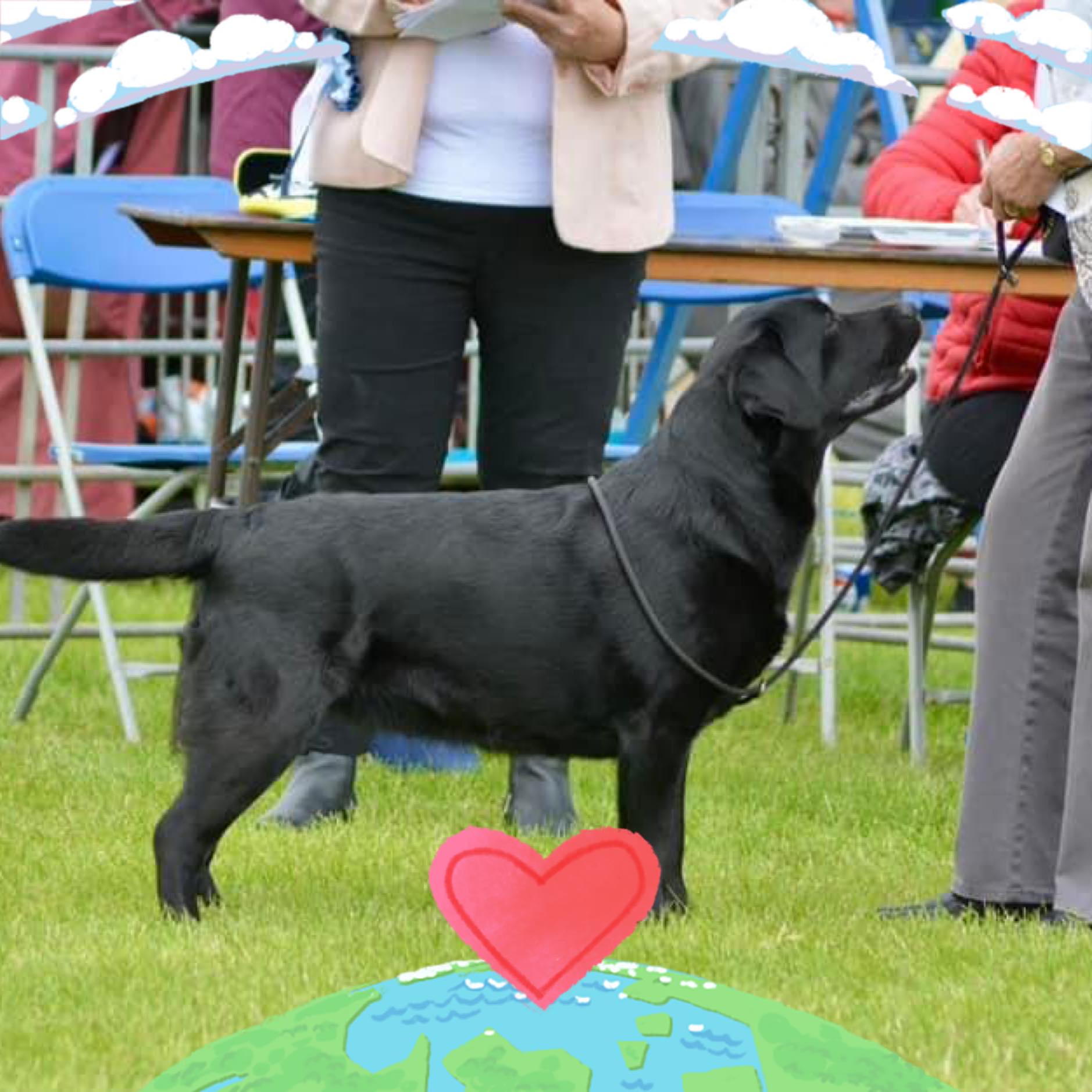 The Yellow Labrador Club | Facebook