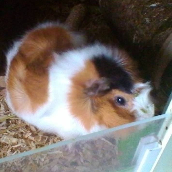 Can guinea pigs be bathed? If so, should I use cold or warm water ...