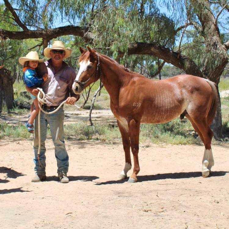 ABCRA Australian Campdraft Championships There was a 9-way run off for ...