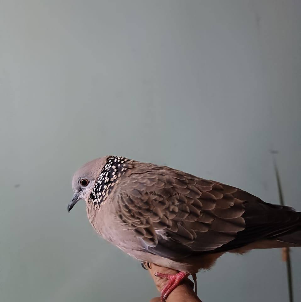 Kupang Satak Sadi