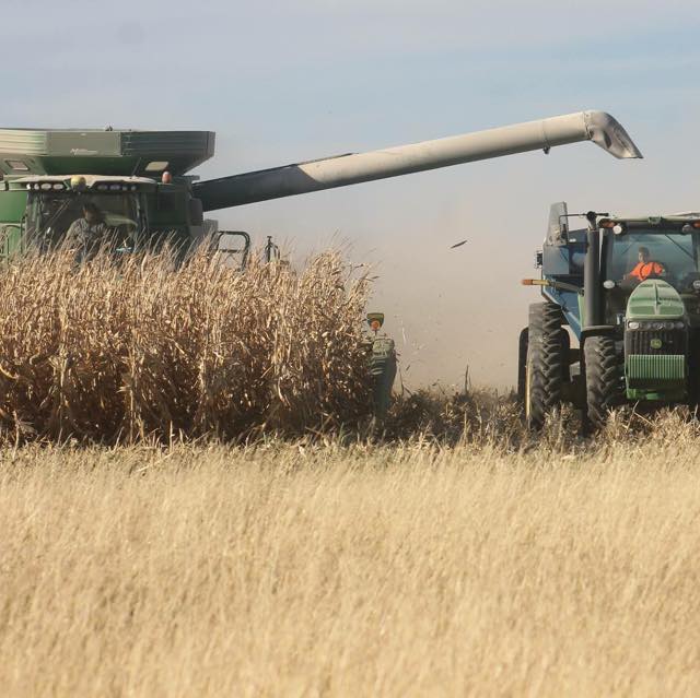 Everything Cover Crops | I planted cereal rye and winter wheat can I ...
