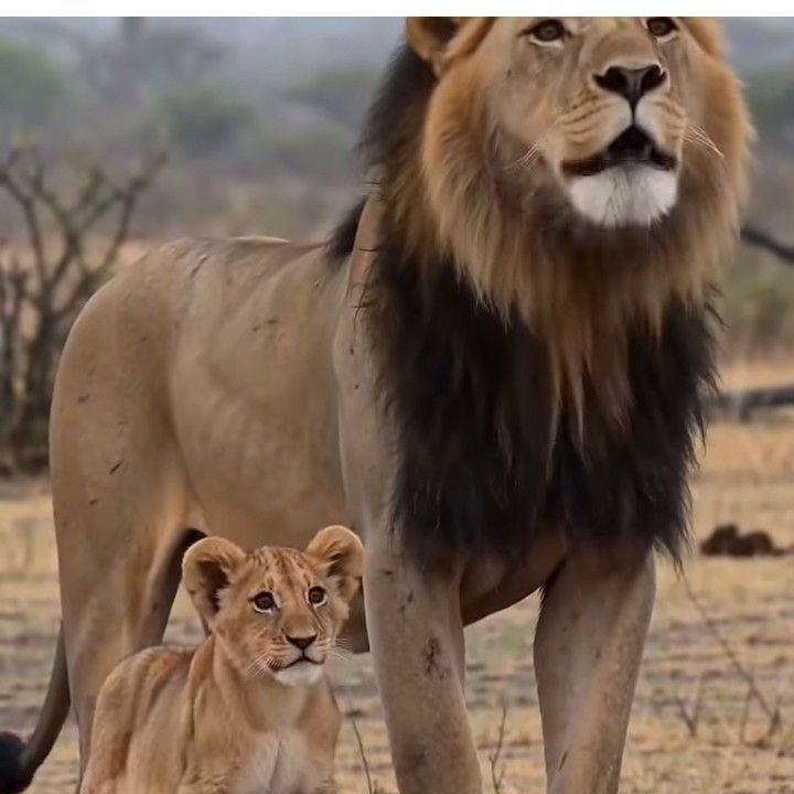#viralchallenge #viralreelschallenge #wildlife #wildlifephotography # ...