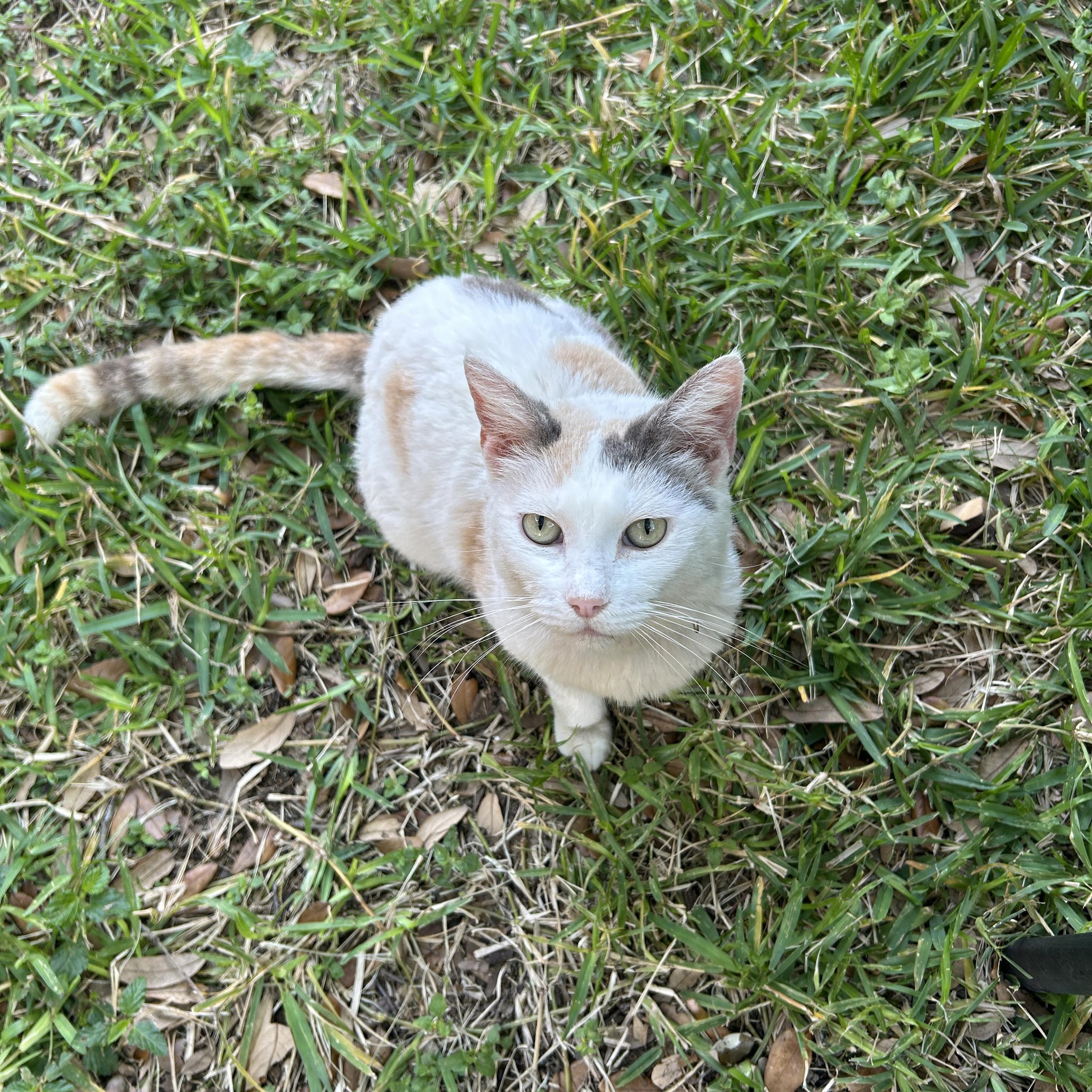 Cats Of Laredo, Tx | i really want to get my cat spayed but she needs ...