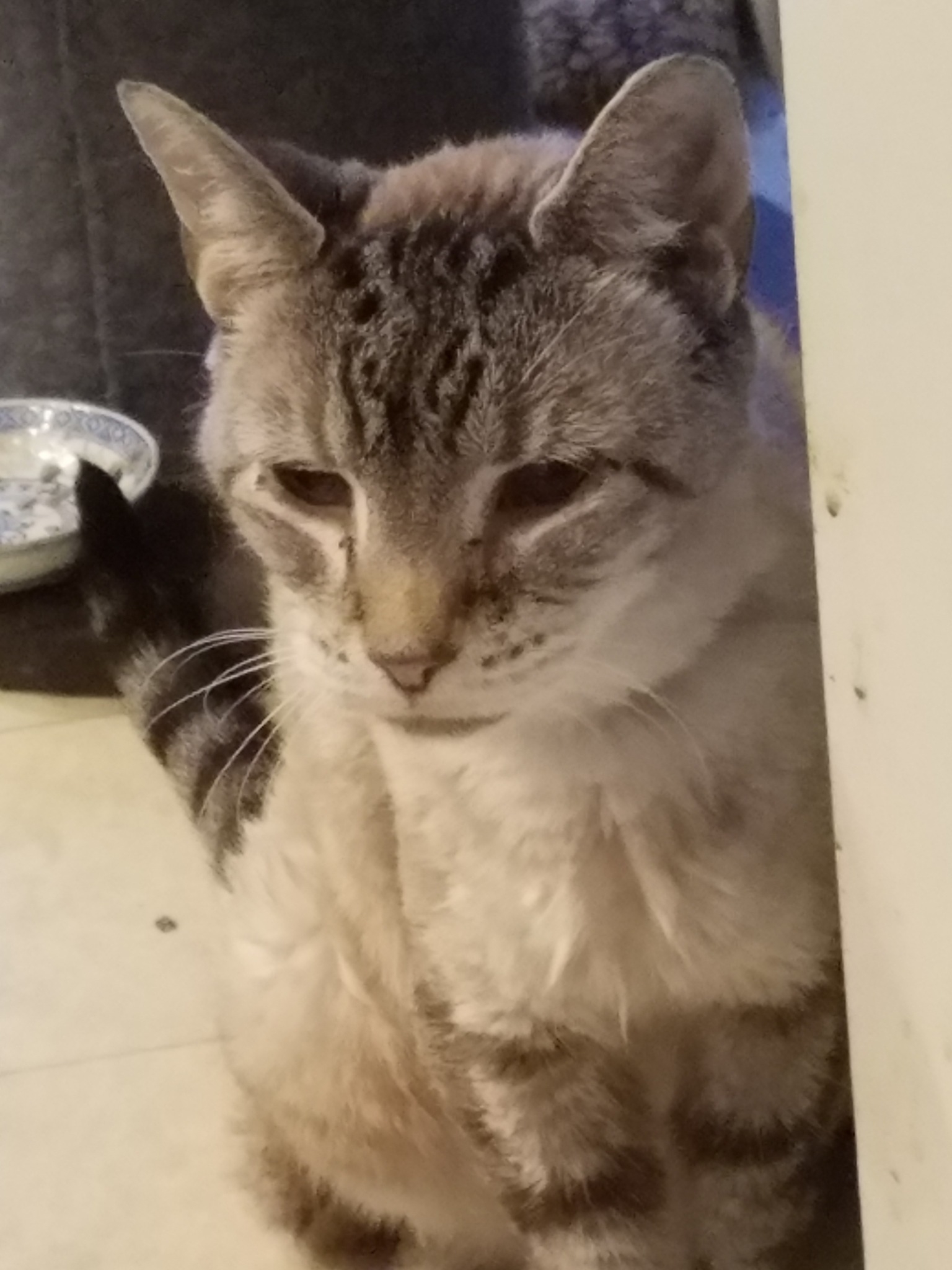 FIP Fighters: Cat Owners Support Group | I'm so mad right now | Facebook