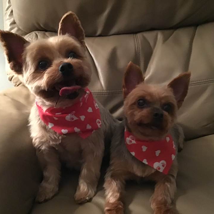 #tatumtalks #doglover #cuteanimals #doglife #funnyanimals | Tatum Talks