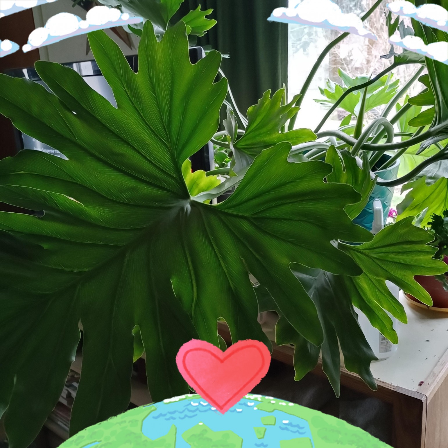 Monstera & Friends: Houseplant Care & Inspiration | Good evening quick ...