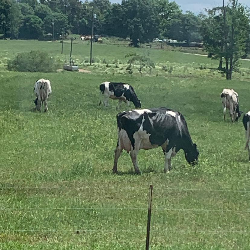Genosource Drop A Line-ET EX-91 💥Hinge embryos available from Drop A ...